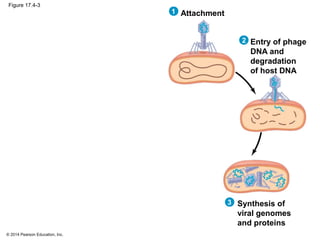© 2014 Pearson Education, Inc.
Figure 17.4-3
Attachment1
Entry of phage
DNA and
degradation
of host DNA
2
Synthesis of
viral genomes
and proteins
3
 
