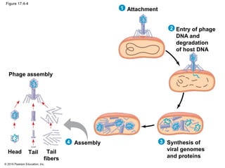 © 2014 Pearson Education, Inc.
Figure 17.4-4
Attachment1
Entry of phage
DNA and
degradation
of host DNA
2
Synthesis of
viral genomes
and proteins
3Assembly
Phage assembly
Head Tail Tail
fibers
4
 