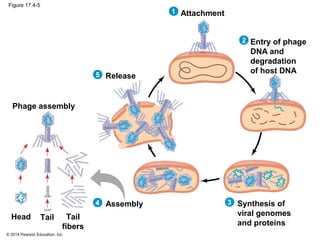 © 2014 Pearson Education, Inc.
Figure 17.4-5
Attachment1
Entry of phage
DNA and
degradation
of host DNA
2
Synthesis of
viral genomes
and proteins
3Assembly
Phage assembly
Head Tail Tail
fibers
4
Release5
 