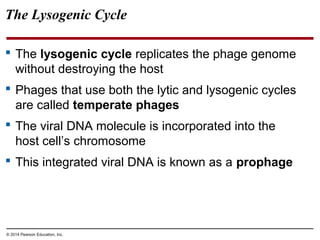 © 2014 Pearson Education, Inc.
The Lysogenic Cycle
 The lysogenic cycle replicates the phage genome
without destroying the host
 Phages that use both the lytic and lysogenic cycles
are called temperate phages
 The viral DNA molecule is incorporated into the
host cell’s chromosome
 This integrated viral DNA is known as a prophage
 