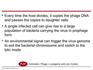 © 2014 Pearson Education, Inc.
 Every time the host divides, it copies the phage DNA
and passes the copies to daughter cells
 A single infected cell can give rise to a large
population of bacteria carrying the virus in prophage
form
 An environmental signal can trigger the virus genome
to exit the bacterial chromosome and switch to the
lytic mode
Animation: Phage λ Lysogenic and Lytic Cycles
 