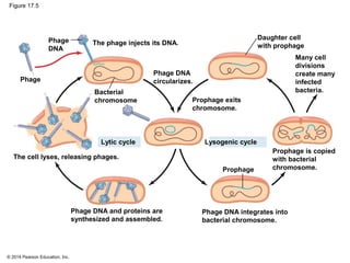© 2014 Pearson Education, Inc.
Figure 17.5
The phage injects its DNA.
Daughter cell
with prophage
Many cell
divisions
create many
infected
bacteria.
Prophage is copied
with bacterial
chromosome.
Phage DNA integrates into
bacterial chromosome.
Phage DNA and proteins are
synthesized and assembled.
The cell lyses, releasing phages.
Lytic cycle Lysogenic cycle
Prophage exits
chromosome.
Phage DNA
circularizes.
Phage
DNA
Phage
Bacterial
chromosome
Prophage
 