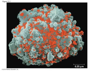 © 2014 Pearson Education, Inc.
Figure 17.1
0.25 µm
 