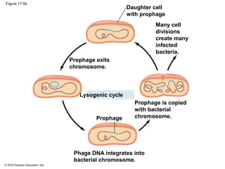 © 2014 Pearson Education, Inc.
Figure 17.5b
Daughter cell
with prophage
Many cell
divisions
create many
infected
bacteria.
Prophage is copied
with bacterial
chromosome.
Phage DNA integrates into
bacterial chromosome.
Lysogenic cycle
Prophage exits
chromosome.
Prophage
 