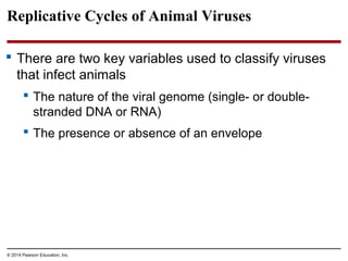 © 2014 Pearson Education, Inc.
Replicative Cycles of Animal Viruses
 There are two key variables used to classify viruses
that infect animals
 The nature of the viral genome (single- or double-
stranded DNA or RNA)
 The presence or absence of an envelope
 
