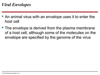 © 2014 Pearson Education, Inc.
Viral Envelopes
 An animal virus with an envelope uses it to enter the
host cell
 The envelope is derived from the plasma membrane
of a host cell, although some of the molecules on the
envelope are specified by the genome of the virus
 