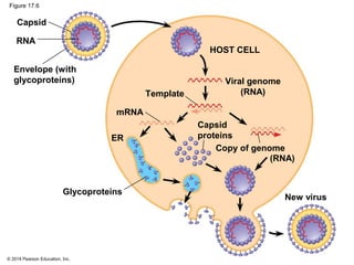 © 2014 Pearson Education, Inc.
Figure 17.6
Capsid
RNA
Envelope (with
glycoproteins)
HOST CELL
(RNA)
New virus
Copy of genome
Viral genome
(RNA)Template
mRNA
ER
Glycoproteins
Capsid
proteins
 