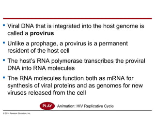 © 2014 Pearson Education, Inc.
 Viral DNA that is integrated into the host genome is
called a provirus
 Unlike a prophage, a provirus is a permanent
resident of the host cell
 The host’s RNA polymerase transcribes the proviral
DNA into RNA molecules
 The RNA molecules function both as mRNA for
synthesis of viral proteins and as genomes for new
viruses released from the cell
Animation: HIV Replicative Cycle
 
