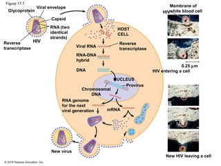 © 2014 Pearson Education, Inc.
Figure 17.7
Reverse
transcriptase
HIV
Glycoprotein
Viral envelope
Capsid
RNA (two
identical
strands)
HOST
CELL
Reverse
transcriptase
Viral RNA
RNA-DNA
hybrid
DNA
NUCLEUS
Chromosomal
DNA
RNA genome
for the next
viral generation mRNA
HIV
Membrane of
white blood cell
HIV entering a cell
0.25 µm
Provirus
New virus
New HIV leaving a cell
 