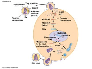 © 2014 Pearson Education, Inc.
Figure 17.7a
Reverse
transcriptase
HIV
Glycoprotein
Viral envelope
Capsid
RNA (two
identical
strands)
HOST
CELL
Reverse
transcriptase
Viral RNA
RNA-DNA
hybrid
DNA
NUCLEUS
Chromosomal
DNA
RNA genome
for the next
viral generation mRNA
Provirus
New virus
 