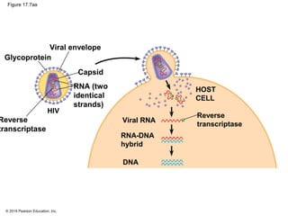 © 2014 Pearson Education, Inc.
Figure 17.7aa
Reverse
transcriptase
HIV
Glycoprotein
Viral envelope
Capsid
RNA (two
identical
strands)
HOST
CELL
Reverse
transcriptase
Viral RNA
RNA-DNA
hybrid
DNA
 