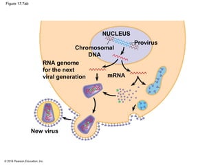 © 2014 Pearson Education, Inc.
Figure 17.7ab
NUCLEUS
Chromosomal
DNA
RNA genome
for the next
viral generation mRNA
Provirus
New virus
 