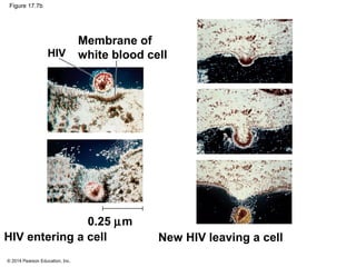 © 2014 Pearson Education, Inc.
Figure 17.7b
HIV
Membrane of
white blood cell
HIV entering a cell
0.25 µm
New HIV leaving a cell
 