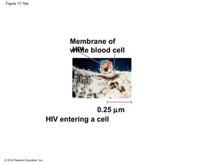 © 2014 Pearson Education, Inc.
Figure 17.7ba
HIV
Membrane of
white blood cell
HIV entering a cell
0.25 µm
 