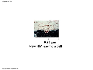 © 2014 Pearson Education, Inc.
Figure 17.7bc
New HIV leaving a cell
0.25 µm
 