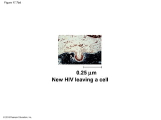 © 2014 Pearson Education, Inc.
Figure 17.7bd
New HIV leaving a cell
0.25 µm
 
