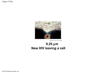 © 2014 Pearson Education, Inc.
Figure 17.7be
New HIV leaving a cell
0.25 µm
 