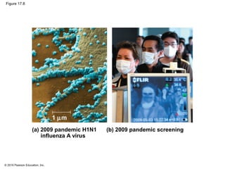 © 2014 Pearson Education, Inc.
Figure 17.8
(a) 2009 pandemic H1N1
influenza A virus
(b) 2009 pandemic screening
1 µm
 