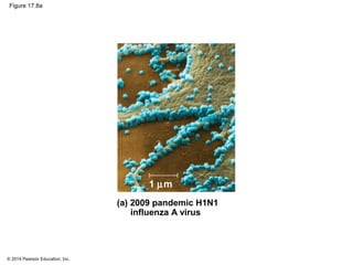 © 2014 Pearson Education, Inc.
Figure 17.8a
(a) 2009 pandemic H1N1
influenza A virus
1 µm
 