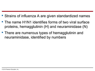 © 2014 Pearson Education, Inc.
 Strains of influenza A are given standardized names
 The name H1N1 identifies forms of two viral surface
proteins, hemagglutinin (H) and neuraminidase (N)
 There are numerous types of hemagglutinin and
neuraminidase, identified by numbers
 