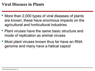 © 2014 Pearson Education, Inc.
Viral Diseases in Plants
 More than 2,000 types of viral diseases of plants
are known; these have enormous impacts on the
agricultural and horticultural industries
 Plant viruses have the same basic structure and
mode of replication as animal viruses
 Most plant viruses known thus far have an RNA
genome and many have a helical capsid
 