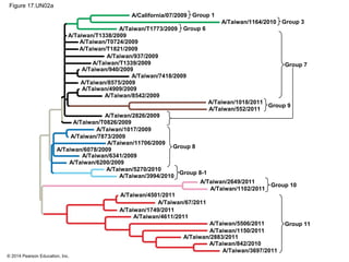 © 2014 Pearson Education, Inc.
Figure 17.UN02a
A/California/07/2009 Group 1
A/Taiwan/1164/2010 Group 3
A/Taiwan/T0724/2009
Group 6
Group 7
Group 9
A/Taiwan/1018/2011
A/Taiwan/552/2011
Group 8
Group 8-1
Group 10
Group 11
A/Taiwan/T1773/2009
A/Taiwan/T1338/2009
A/Taiwan/T1821/2009
A/Taiwan/940/2009
A/Taiwan/937/2009
A/Taiwan/T1339/2009
A/Taiwan/7418/2009
A/Taiwan/8575/2009
A/Taiwan/4909/2009
A/Taiwan/8542/2009
A/Taiwan/2826/2009
A/Taiwan/T0826/2009
A/Taiwan/1017/2009
A/Taiwan/7873/2009
A/Taiwan/11706/2009
A/Taiwan/6078/2009
A/Taiwan/6341/2009
A/Taiwan/6200/2009
A/Taiwan/5270/2010
A/Taiwan/3994/2010
A/Taiwan/2649/2011
A/Taiwan/1102/2011
A/Taiwan/4501/2011
A/Taiwan/67/2011
A/Taiwan/1749/2011
A/Taiwan/4611/2011
A/Taiwan/5506/2011
A/Taiwan/1150/2011
A/Taiwan/2883/2011
A/Taiwan/842/2010
A/Taiwan/3697/2011
 