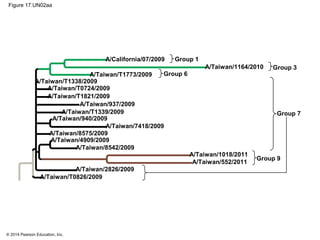 © 2014 Pearson Education, Inc.
Figure 17.UN02aa
A/California/07/2009 Group 1
A/Taiwan/1164/2010 Group 3
A/Taiwan/T0724/2009
Group 6
Group 7
Group 9
A/Taiwan/1018/2011
A/Taiwan/552/2011
A/Taiwan/T1773/2009
A/Taiwan/T1338/2009
A/Taiwan/T1821/2009
A/Taiwan/940/2009
A/Taiwan/937/2009
A/Taiwan/T1339/2009
A/Taiwan/7418/2009
A/Taiwan/8575/2009
A/Taiwan/4909/2009
A/Taiwan/8542/2009
A/Taiwan/2826/2009
A/Taiwan/T0826/2009
 