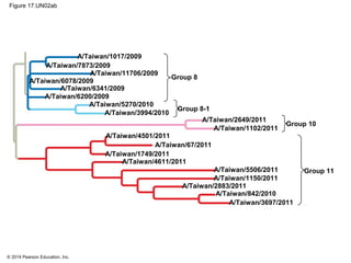 © 2014 Pearson Education, Inc.
Figure 17.UN02ab
Group 8
Group 8-1
Group 10
Group 11
A/Taiwan/1017/2009
A/Taiwan/7873/2009
A/Taiwan/11706/2009
A/Taiwan/6078/2009
A/Taiwan/6341/2009
A/Taiwan/6200/2009
A/Taiwan/5270/2010
A/Taiwan/3994/2010
A/Taiwan/2649/2011
A/Taiwan/1102/2011
A/Taiwan/4501/2011
A/Taiwan/67/2011
A/Taiwan/1749/2011
A/Taiwan/4611/2011
A/Taiwan/5506/2011
A/Taiwan/1150/2011
A/Taiwan/2883/2011
A/Taiwan/842/2010
A/Taiwan/3697/2011
 