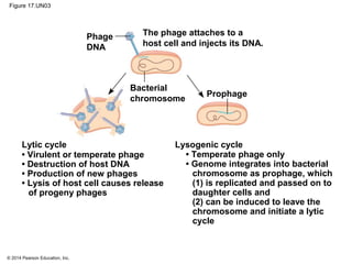 © 2014 Pearson Education, Inc.
Figure 17.UN03
Phage
DNA
Prophage
Bacterial
chromosome
The phage attaches to a
host cell and injects its DNA.
Lysogenic cycleLytic cycle
• Virulent or temperate phage
• Destruction of host DNA
• Production of new phages
• Lysis of host cell causes release
of progeny phages
• Temperate phage only
• Genome integrates into bacterial
chromosome as prophage, which
(1) is replicated and passed on to
daughter cells and
(2) can be induced to leave the
chromosome and initiate a lytic
cycle
 