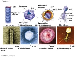 © 2014 Pearson Education, Inc.
Figure 17.2
RNA
Capsomere
of capsid
Glycoproteins
Capsomere Membranous
envelope
RNA
Capsid Head
DNA
DNA
Tail
sheath
Tail
fiber
Glycoprotein
80 × 225 nm80–200 nm (diameter)70–90 nm (diameter)18 × 250 nm
a) Tobacco mosaic
virus
20 nm
(b) Adenoviruses
50 nm
(c) Influenza viruses
50 nm
(d) Bacteriophage T4
50 nm
 