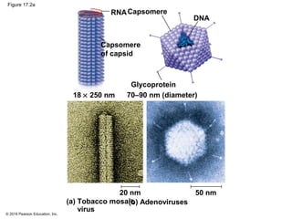 © 2014 Pearson Education, Inc.
Figure 17.2a
RNA
Capsomere
of capsid
Capsomere
DNA
Glycoprotein
70–90 nm (diameter)18 × 250 nm
(a) Tobacco mosaic
virus
20 nm
(b) Adenoviruses
50 nm
 
