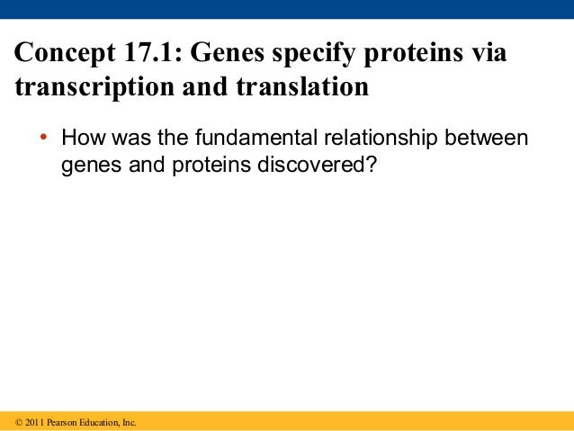 Ch 17 From Gene To Protein