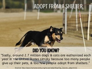 ADOPT FROM A SHELTER
“Sadly, around 2.7 million dogs & cats are euthanized each
year in the United States simply because too many people
give up their pets, & too few people adopt from shelters.”
Source: http://www.humanesociety.org/issues/adopt/tips/top_reasons_adopt.html
 