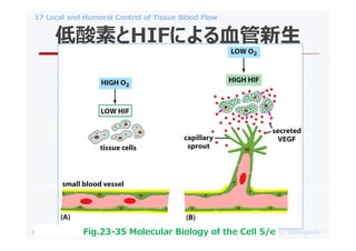 Humoral Control 17 local and humoral control of tissue blood flow | PDF