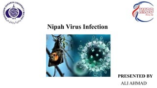 Nipah Virus Infection
PRESENTED BY
ALI AHMAD
 