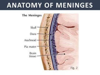 ANATOMY OF MENINGES
 