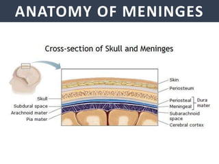 ANATOMY OF MENINGES
 