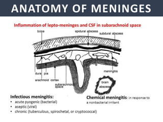 ANATOMY OF MENINGES
 
