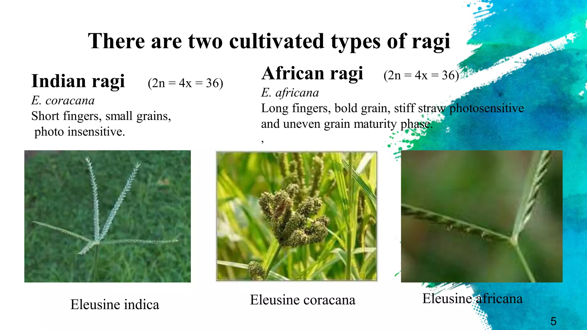 fingermillet ragi 29 | PPTX