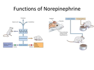Neuropharmacology: Catecholamines | PPTX