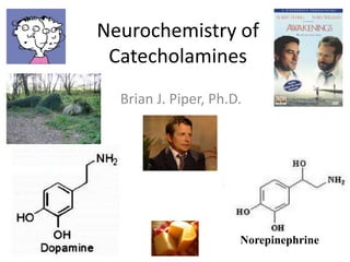 Neurochemistry of
 Catecholamines
  Brian J. Piper, Ph.D.




                      Norepinephrine
 