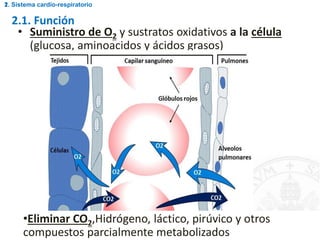 2.1. Función
• Suministro de O2 y sustratos oxidativos a la célula
(glucosa, aminoacidos y ácidos grasos)
2.1. Sistema cardio-respiratorio
•Eliminar CO2,Hidrógeno, láctico, pirúvico y otros
compuestos parcialmente metabolizados
 
