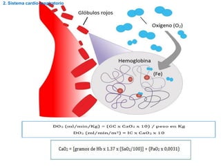 2. Sistema cardio-respiratorio
 