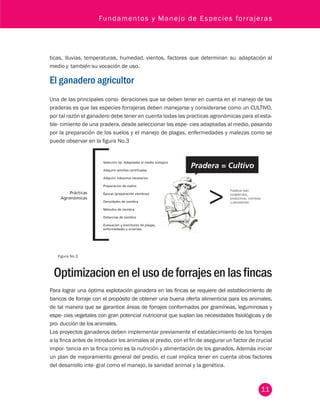 Fundamentos y Manejo de Especies forrajeras 
lluvias, temperaturas, humedad, vientos, factores que determinan su adaptación al 
11 
medio y también su vocación de uso. 
El ganadero agricultor 
Una de las principales consi- deraciones que se deben tener en cuenta en el manejo de las 
praderas es que las especies forrajeras deben manejarse y considerarse como un CULTIVO, 
por tal razón el ganadero debe tener en cuenta todas las practicas agronómicas para el esta-ble- 
cimiento de una pradera, desde seleccionar las espe- cies adaptadas al medio, pasando 
por la preparación de los suelos y el manejo de plagas, enfermedades y malezas como se 
puede observar en la figura No.3 
Selección Sp. Adaptadas al medio eológico 
Adquirir semillas certificadas 
Adquirir inbsumos necesarios 
Preparación de suelos 
Épocas (preparación siembras) 
Densidades de siembra 
Métodos de siembra 
Distancias de siembra 
Evaluación y monitoreo de plagas, 
enfermedades y arvenses 
Prácticas 
Agronómicas 
Praderas bien 
establecidas, 
productivas, nutritivas 
y persistentes. 
Figura No.3 
Optimizacion en el uso de forrajes en las fincas 
Para lograr una óptima explotación ganadera en las fincas se requiere del establecimiento de 
bancos de forraje con el propósito de obtener una buena oferta alimenticia para los animales, 
de tal manera que se garantice áreas de forrajes conformados por gramíneas, leguminosas y 
espe- cies vegetales con gran potencial nutricional que suplan las necesidades fisiológicas y de 
pro- ducción de los animales. 
Los proyectos ganaderos deben implementar previamente el establecimiento de los forrajes 
a la finca antes de introducir los animales al predio, con el fin de asegurar un factor de crucial 
impor- tancia en la finca como es la nutrición y alimentación de los ganados. Además iniciar 
un plan de mejoramiento general del predio, el cual implica tener en cuenta otros factores 
del desarrollo inte- gral como el manejo, la sanidad animal y la genética. 
 