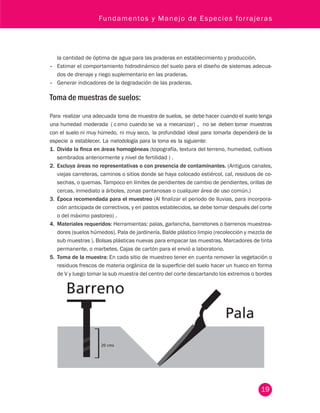 Fundamentos y Manejo de Especies forrajeras 
19 
la cantidad de óptima de agua para las praderas en establecimiento y producción. 
• Estimar el comportamiento hidrodinámico del suelo para el diseño de sistemas adecua-dos 
de drenaje y riego suplementario en las praderas. 
• Generar indicadores de la degradación de las praderas. 
Toma de muestras de suelos: 
Para realizar una adecuada toma de muestra de suelos, se debe hacer cuando el suelo tenga 
una humedad moderada ( c omo cuando se va a mecanizar) , no se deben tomar muestras 
con el suelo ni muy húmedo, ni muy seco, la profundidad ideal para tomarla dependerá de la 
especie a establecer. La metodología para la toma es la siguiente: 
1. Divida la finca en áreas homogéneas (topografía, textura del terreno, humedad, cultivos 
sembrados anteriormente y nivel de fertilidad ) . 
2. Excluya áreas no representativas o con presencia de contaminantes. (Antiguos canales, 
viejas carreteras, caminos o sitios donde se haya colocado estiércol, cal, residuos de co-sechas, 
o quemas. Tampoco en límites de pendientes de cambio de pendientes, orillas de 
cercas, inmediato a árboles, zonas pantanosas o cualquier área de uso común.) 
3. Época recomendada para el muestreo (Al finalizar el periodo de lluvias, para incorpora-ción 
anticipada de correctivos, y en pastos establecidos, se debe tomar después del corte 
o del máximo pastoreo) . 
4. Materiales requeridos: Herramientas: palas, garlancha, barretones o barrenos muestrea-dores 
(suelos húmedos). Pala de jardinería. Balde plástico limpio (recolección y mezcla de 
sub muestras ). Bolsas plásticas nuevas para empacar las muestras. Marcadores de tinta 
permanente, o marbetes. Cajas de cartón para el envió a laboratorio. 
5. Toma de la muestra: En cada sitio de muestreo tener en cuenta remover la vegetación o 
residuos frescos de materia orgánica de la superficie del suelo hacer un hueco en forma 
de V y luego tomar la sub muestra del centro del corte descartando los extremos o bordes 
20 cms 
 