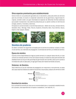 Fundamentos y Manejo de Especies forrajeras 
Otras especies promisorias para establecimiento 
Como el éxito en una producción ganadera es un abundante y adecuada oferta de alimento 
para los animales, es bueno no depender solamente de las gramíneas y leguminosas fo-rrajeras, 
también existe una gran diversidad de especies de diferentes familias botánicas 
que pueden incorporarse a los sistemas productivos por su aporte nutritivo en términos de 
energía, proteína, minerales y vitaminas. 
Forrajeras no convencionales ( o tras familias botánicas ) . Botón de oro (Izq.), Girasol, Ramio, 
Nacedero (Der.), Moringa, Hobo, Totumo, Guásimo, Amaranto, Bore, Yuca (Centro), Sauco, 
Cayeno o San Joaquín, Batata. 
Siembra de praderas 
Se deben considerar los siguientes conceptos para la siembra de praderas: la época, el siste-ma 
de siembra, los materiales de propagación, la densidad de siembra y el método de siembra. 
Época de siembra 
Cuando se tiene disponibilidad de riego se puede sembrar en cualquier época del año, en caso 
contrario es indicado sembrar al inicio de la época lluviosa. En todos los casos parte del éxito del 
establecimiento se da por el alto porcentaje de germinación de la semilla y esto ocurre cuando la 
humedad del suelo es adecuada y el vigor germinativo del material sembrado es bueno. 
Sistemas de Siembra. 
Hace referencia al uso de materiales de propagación con maquinaria o manualmente, en estos 
dos casos estamos hablando de sistema de siembra mecanizada y sistema de siembra al voleo 
Densidad de siembra. 
Es la cantidad de semilla por área que es recomendada para un apropiado establecimiento 
de la pradera, ella dependerá de la especie a establecer, ( Ver tabla No. 4 ) 
25 
 