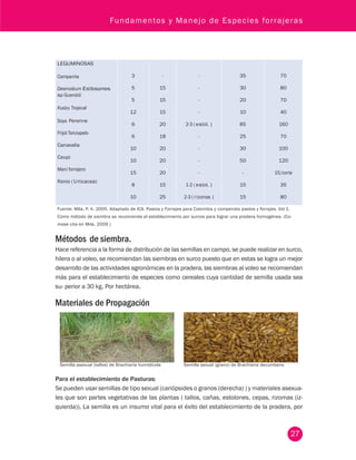 Fundamentos y Manejo de Especies forrajeras 
27 
LEGUMINOSAS 
Campanita 
Desmodium Estilosantes 
sp Guandúl 
Kudzu Tropical 
Soya Perenne 
Frijol Terciopelo 
Canavalia 
Caupi 
Maní forrajero 
Ramio ( U rticacea) 
3 
5 
5 
12 
6 
6 
10 
10 
15 
8 
10 
- 
15 
15 
15 
20 
18 
20 
20 
20 
15 
25 
- 
- 
- 
- 
2-3 ( e stol. ) 
- 
- 
- 
- 
1-2 ( e stol. ) 
2-3 ( r izomas ) 
35 
30 
20 
10 
85 
25 
30 
50 
- 
15 
15 
70 
80 
70 
40 
160 
70 
100 
120 
15/corte 
35 
80 
Fuente: Mila, P. A. 2005. Adaptado de ICA. Pastos y Forrajes para Colombia y co mpendio pastos y forrajes. Vol 1. 
Como método de siembra se recomienda el establecimiento por surcos para lograr una pradera homogénea. (Co-mose 
cita en Mila, 2009 ) 
Métodos de siembra. 
Hace referencia a la forma de distribución de las semillas en campo, se puede realizar en surco, 
hilera o al voleo, se recomiendan las siembras en surco puesto que en estas se logra un mejor 
desarrollo de las actividades agronómicas en la pradera, las siembras al voleo se recomiendan 
más para el establecimiento de especies como cereales cuya cantidad de semilla usada sea 
su- perior a 30 kg. Por hectárea. 
Materiales de Propagación 
Semilla asexual (tallos) de Brachiaria humidícola Semilla sexual (grano) de Brachiaria decumbens 
Para el establecimiento de Pasturas: 
Se pueden usar semillas de tipo sexual (cariópsides o granos (derecha) ) y materiales asexua-les 
que son partes vegetativas de las plantas ( tallos, cañas, estolones, cepas, rizomas (iz-quierda)). 
La semilla es un insumo vital para el éxito del establecimiento de la pradera, por 
 