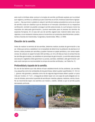 28 Fedegán - Asistegán esta razón el énfasis debe conducir al empleo de semilla certificada avalada por la entidad 
que registra y certifica su calidad que para Colombia es el ICA ( Instituto Colombiano Agrope-cuario 
) . Hay que tener cuidado en adquirir semilla de dudosa procedencia como es el caso 
de semilla cruda sin clasificar que es ofrecida en el mercado colombiano sin su respectiva 
certificación, también es posible conseguir semilla seleccionada, la cual tampoco reúne los 
requisitos de adecuada germinación y pureza esenciales para el proceso de siembra de 
especies forrajeras. En el caso del uso de semilla vegetal este material debe estar sano, 
vigoroso y si es necesario tratarse previo a la siembra con productos desinfectantes o protec-tantes 
(mezclas de insecticidas, fungicidas y bactericidas. MILA, ( 2 009) 
Elección de la semilla. 
Antes de realizar la siembra de las semillas, debemos realizar pruebas de germinación a las 
se- millas que vamos a establecer con el propósito de determinar la población de plantas en el 
terreno, estas pruebas son sencillas y pueden hacerse en papel periódico y con varias repeti-ciones. 
Se colocan en papel húmedo 100 semillas y en 15 a 20 días se hace el conteo final de 
las semillas germinadas y se establece el porcentaje de germinación. La semilla seleccionada 
sea sexual o vegetativa debe garantizar su pureza, sanidad, viabilidad y alta germinación, por 
esta razón siempre es recomendable la compra de semilla certificada, ( ver Tabla No. 5 ) 
Profundidad y tapado de la semilla. 
Es una de las labores que más afecta el buen establecimiento de las praderas. Las semillas 
muy pequeñas como los cariópsides de las gramíneas, deben quedar superficiales ( 0 . 5-2 cm 
) , granos más grandes y pesados como los de algunas leguminosas deben quedar un poco 
más pro- fundos ( 3 -7 cm ) , enseguida se deben tapar con una capa de suelo delgada con ra-mas 
de árboles, para evitar la perdida de semilla por insectos, pájaros, roedores, viento y lluvia. 
No se recomienda tapar una siembra con tractor y rastillo, debido a que la semilla queda 
demasiado profunda. 
Germinación de una semilla al q uedar 
a 5 cm de profundidad 
Tapado de la semilla con ramas de árboles 
 