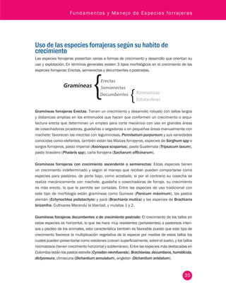 Fundamentos y Manejo de Especies forrajeras 
Uso de las especies forrajeras según su habito de 
crecimiento 
Las especies forrajeras presentan varias a formas de crecimiento y desarrollo que orientan su 
uso y explotación. En términos generales existen 3 tipos morfológicos en el crecimiento de las 
especies forrajeras: Erectas, semierectas y decumbentes o postradas. 
Gramíneas forrajeras Erectas: Tienen un crecimiento y desarrollo robusto con tallos largos 
y distancias amplias en los entrenudos que hacen que conformen un crecimiento o arqui-tectura 
35 
Gramíneas 
Leguminosas 
Erectas 
Semierectas 
Decumbentes 
Rizomatosas 
Estoloníferas 
Herbáceas Rastrera Estolonífera 
Arbustivas 
Bejuco enredadera 
erecta que determinan un empleo para corte mecánico con uso en grandes áreas 
de cosechadoras picadoras, guadañas o segadoras o en pequeñas áreas manualmente con 
machete: favorecen las mezclas con leguminosas. Pennisetum purpureum y sus variedades 
conocidas como elefantes, también están las Maíces forrajeros, especies de Sorghum spp o 
sorgos forrajeros, pasto imperial (Axonopus scoparius), pasto Guatemala (Tripsacum laxum), 
pasto brasilero (Phalaris spp), caña forrajera (Sacharum officinarum). 
Gramíneas forrajeras con crecimiento ascendente o semierectas: Estas especies tienen 
un crecimiento indeterminado y según el manejo que reciban pueden comportarse como 
especies para pastoreo, de porte bajo, como acostado, si por el contrario su cosecha se 
realiza mecánicamente con machete, guadaña o cosechadoras de forraje, su crecimiento 
es más erecto, lo que le permite ser cortadas. Entre las especies de uso tradicional con 
este tipo de morfología están gramíneas como Guineas (Panicum máximum), los pastos 
alemán (Echynochloa polistachyia) y pará (Brachiaria mutica) y las especies de Brachiaria 
brizantha. Cultivares Marandú la libertad, y mulatos 1 y 2. 
Gramíneas forrajeras decumbentes o de crecimiento postrado: El crecimiento de los tallos en 
estas especies es horizontal, lo que las hace muy resistentes (persistentes) a pastoreos inten-sos 
y pisoteo de los animales, esta característica también es favorable puesto que este tipo de 
crecimiento favorece la multiplicación vegetativa de la especie por medios de estos tallos los 
cuales pueden presentarse como estolones (crecen superficialmente, sobre el suelo), y los tallos 
rizomatosos (tienen crecimiento horizontal y subterráneo). Entre las especies más destacadas en 
Colombia están los pastos estrella (Cynodon nlemfuensis), Brachiarias; decumbens, humidícola, 
dictyoneura, climacuna (Dichantium annulatum), angleton (Dichantium aristatum). 
 