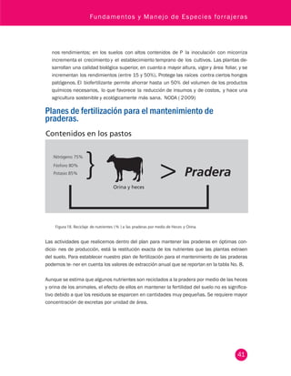 Fundamentos y Manejo de Especies forrajeras 
rendimientos; en los suelos con altos contenidos de P la inoculación con micorriza 
incrementa el crecimiento y el establecimiento temprano de los cultivos. Las plantas de-sarrollan 
una calidad biológica superior, en cuanto a mayor altura, vigor y área foliar, y se 
incrementan los rendimientos (entre 15 y 50%). Protege las raíces contra ciertos hongos 
patógenos. El biofertilizante permite ahorrar hasta un 50% del volumen de los productos 
químicos necesarios, lo que favorece la reducción de insumos y de costos, y hace una 
agricultura sostenible y ecológicamente más sana. NODA ( 2 009) 
Planes de fertilización para el mantenimiento de 
praderas. 
41 
Nitrógeno 75% 
Fósforo 80% 
Potasio 85% 
Orina y heces 
Figura 18. Reciclaje de nutrientes ( % ) a las praderas por medio de Heces y Orina. 
Las actividades que realicemos dentro del plan para mantener las praderas en óptimas con-dicio- 
nes de producción, está la restitución exacta de los nutrientes que las plantas extraen 
del suelo. Para establecer nuestro plan de fertilización para el mantenimiento de las praderas 
podemos te- ner en cuenta los valores de extracción anual que se reportan en la tabla No. 8. 
Aunque se estima que algunos nutrientes son reciclados a la pradera por medio de las heces 
y orina de los animales, el efecto de ellos en mantener la fertilidad del suelo no es significa-tivo 
debido a que los residuos se esparcen en cantidades muy pequeñas. Se requiere mayor 
concentración de excretas por unidad de área. 
 